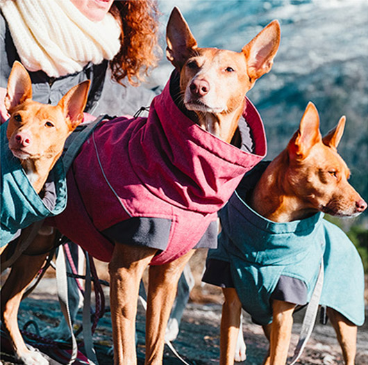Abbigliamento per cani
